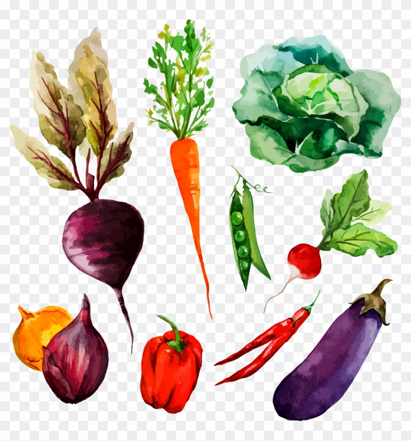 Png Freeuse Library Watercolor Painting Vegetable Illustration - Vegetable Drawing In Watercolor Clipart