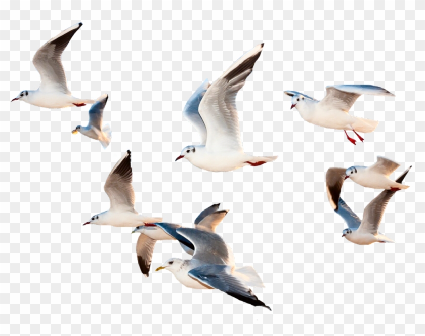 Bird Sticker - Birds Flying Images Hd Clipart