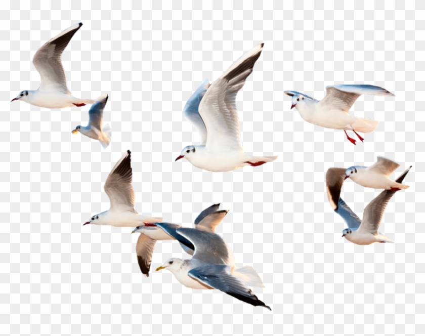 Bird Sticker - Birds Flying Images Hd Clipart #1245135