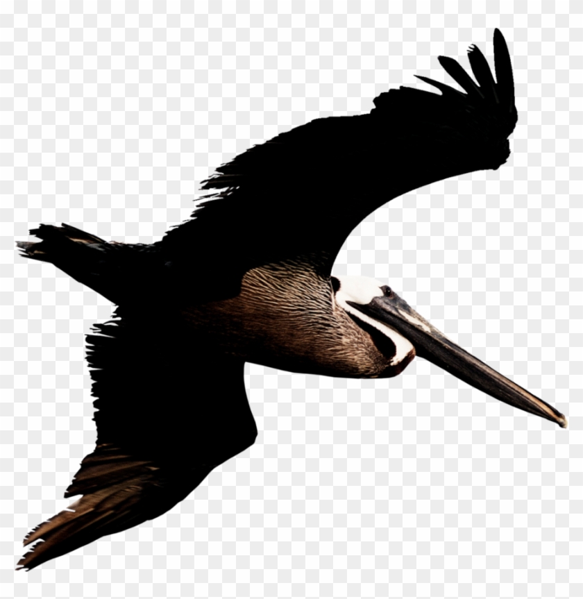 Pelican Png Transparent Image - Brown Pelican Png Clipart