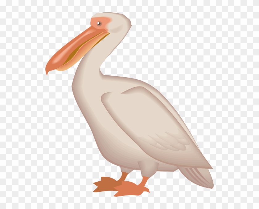 Pelican Png - Aves Del Mar Png Clipart #1246072