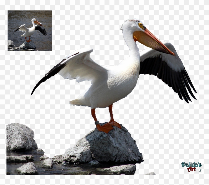 Pelican Png - White Pelican Clipart #1246235