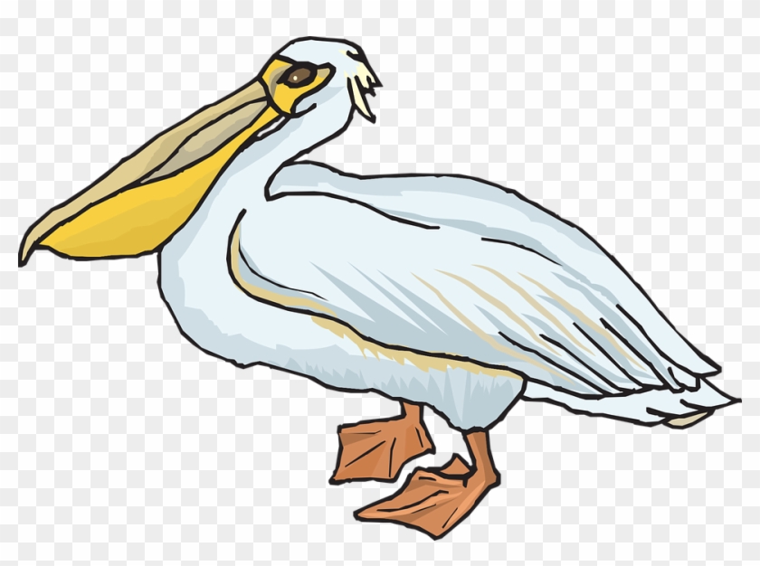 Pelican Png - Pelican Clipart Transparent Png