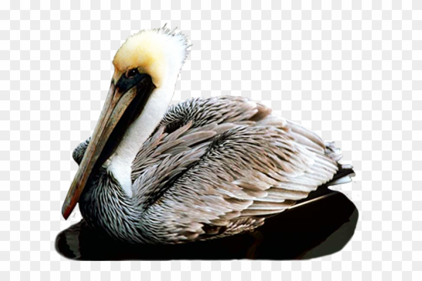 Female California Brown Pelican Clipart