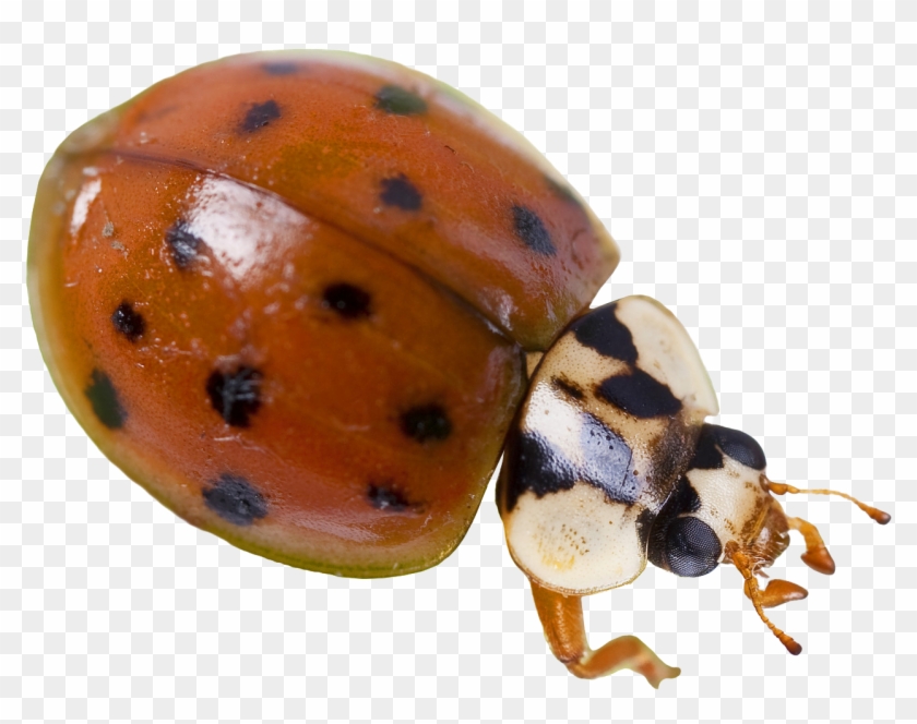 Lady-bug - Ladybug Clipart