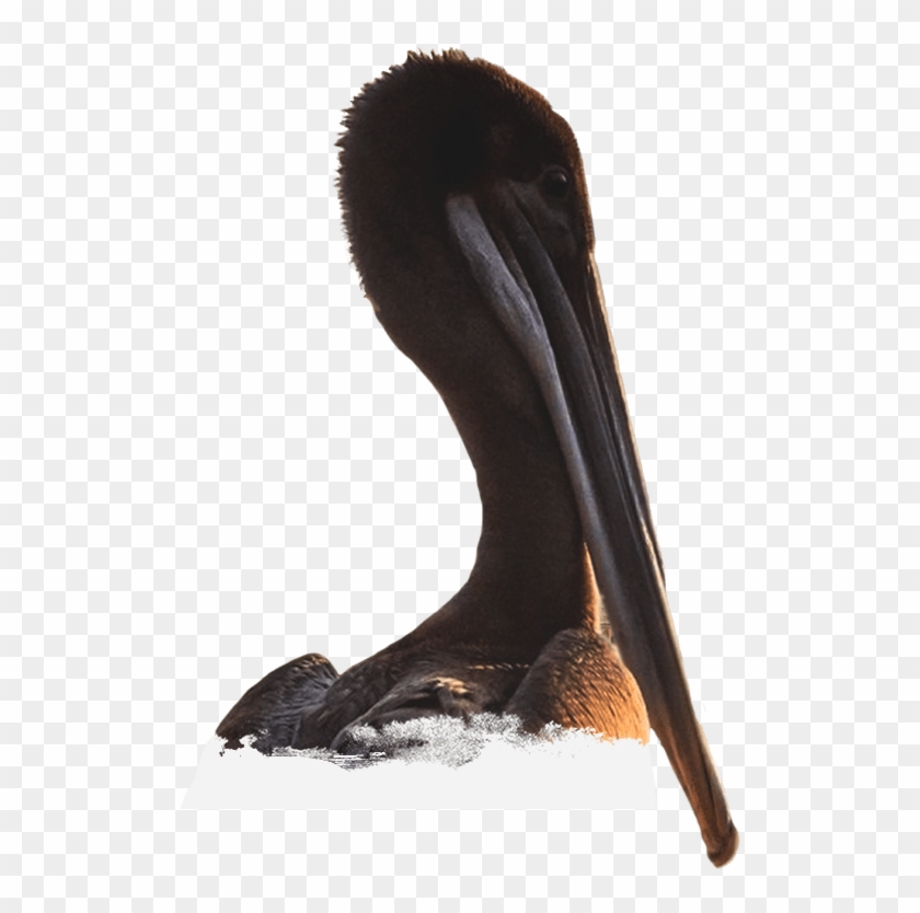 Brown Pelican Clipart #1247682