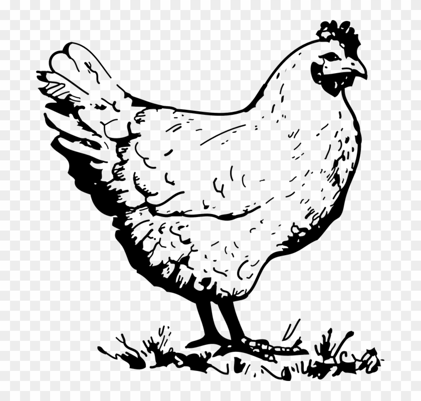 Chicken Hen Poultry Bird Farm Animal - Clip Art Chicken Black And White - Png Download