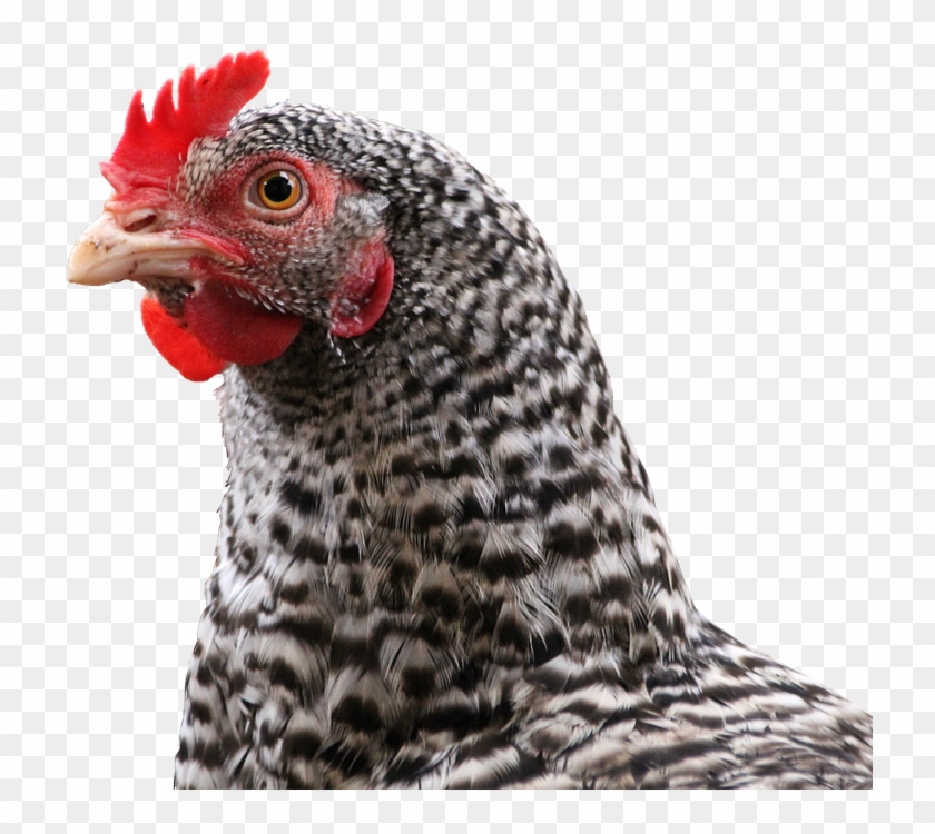 Chicken, Hen, Bird, Animal, Feather, Poultry, Chickens - Cabeza De Gallina Png Clipart #1248365