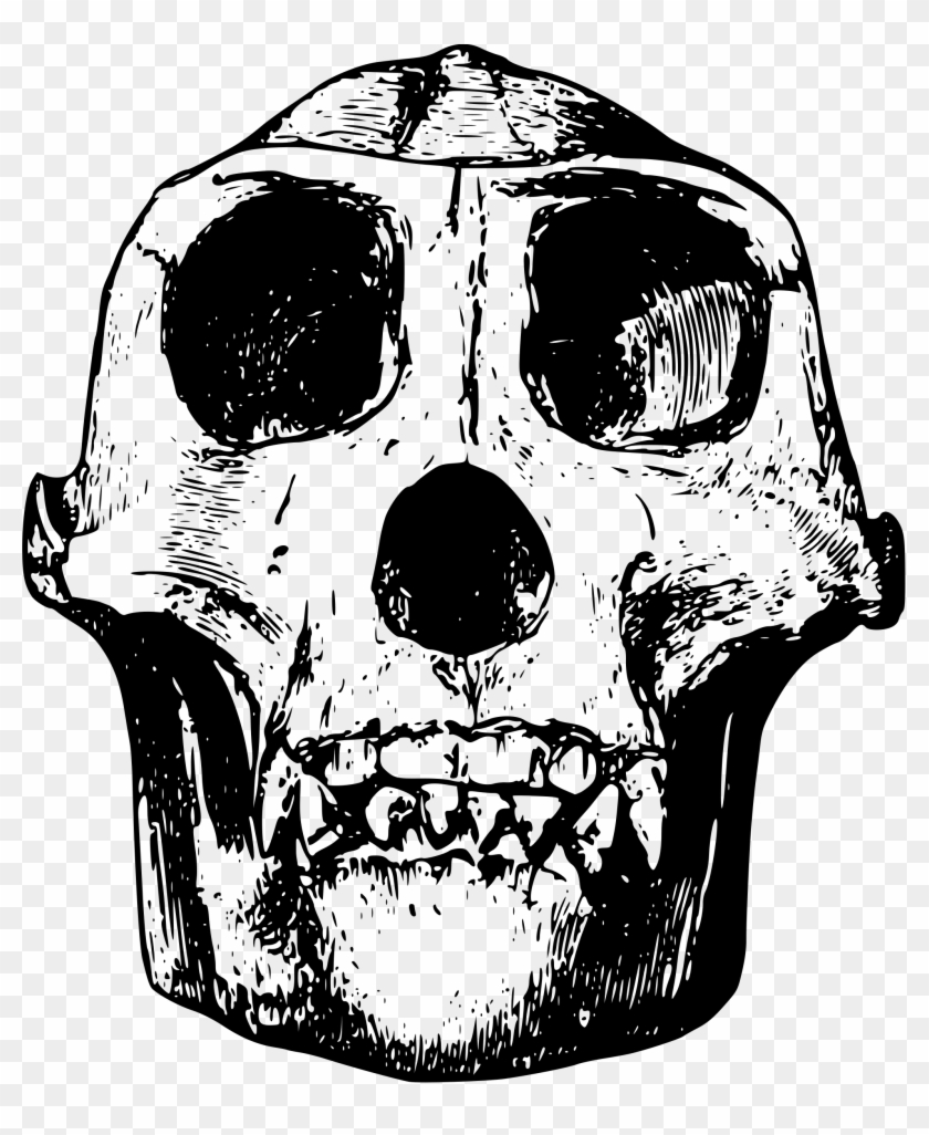 This Free Icons Png Design Of Female Gorilla Skull Clipart