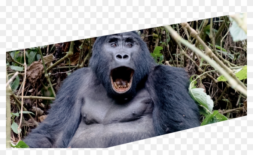 The - Mountain Gorilla Clipart #1248831