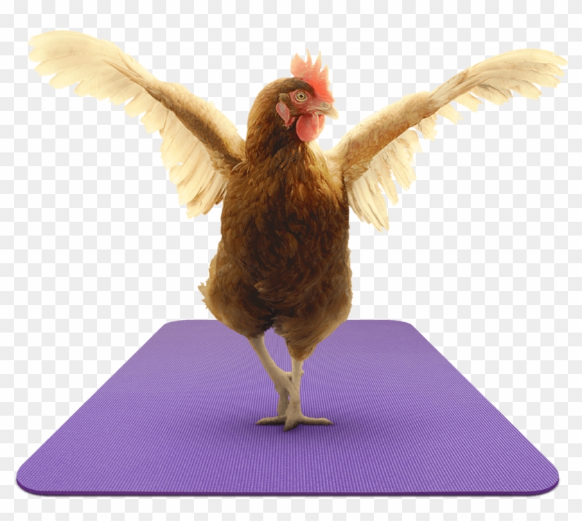 Zen Hens - Zen Hen Clipart #1248833