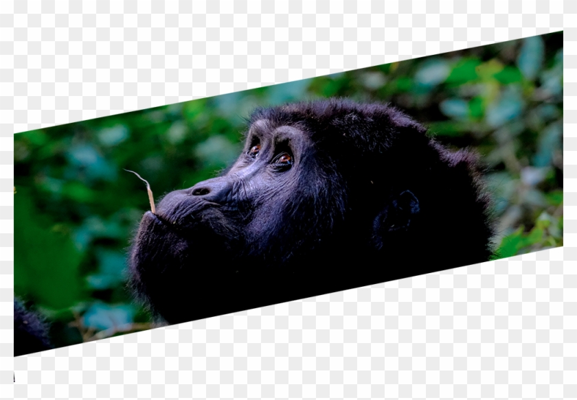 Gorilla Clipart #1248920