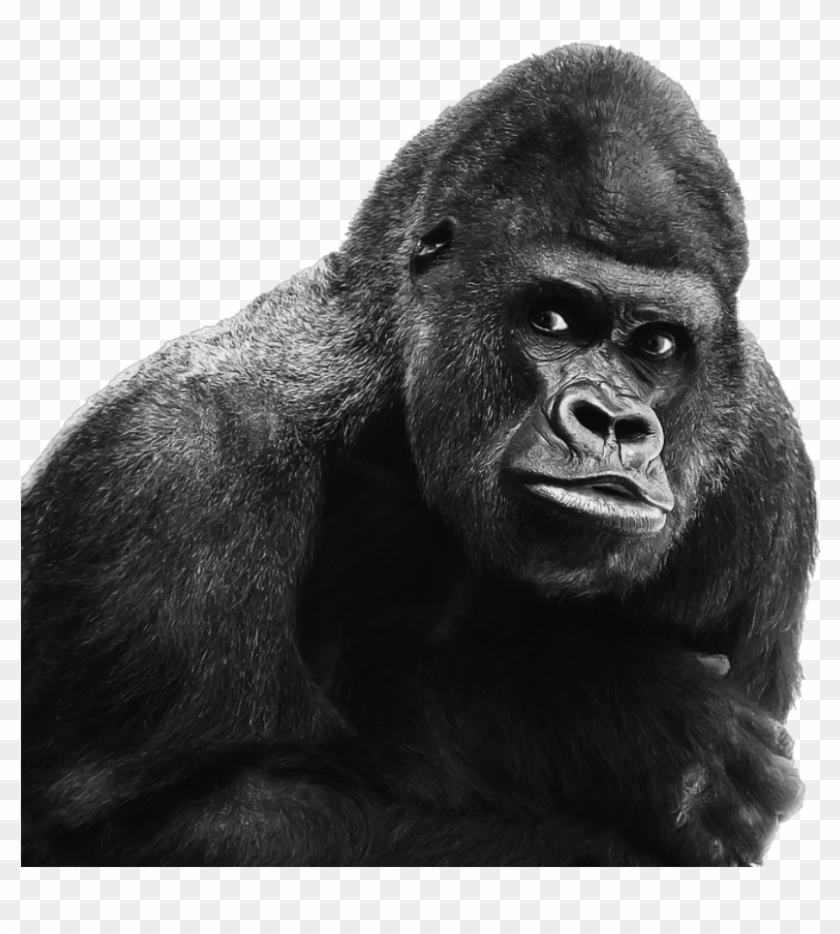 Mq Sticker - Primate Png Clipart #1248929