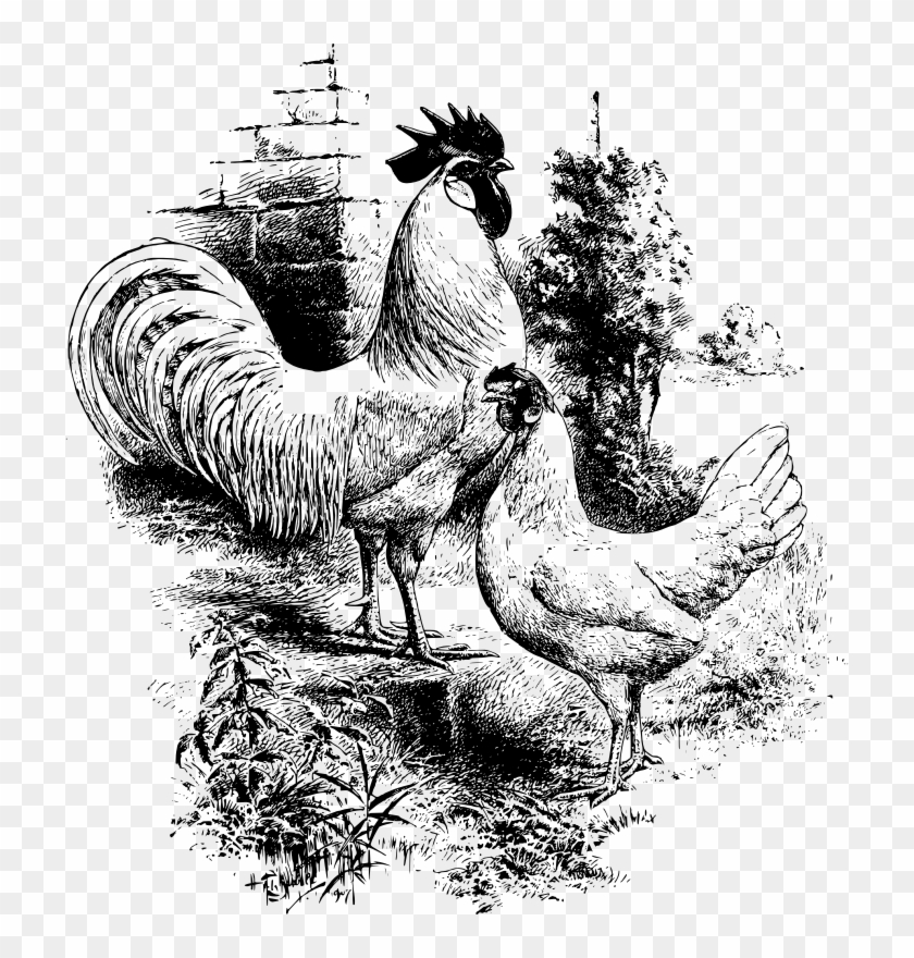 Medium Image - Hen And Rooster Chicken Drawing Clipart #1249163