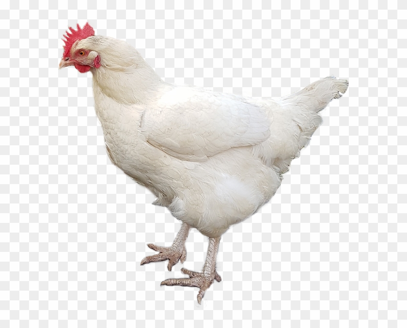And No Design At All - Chicken Clipart