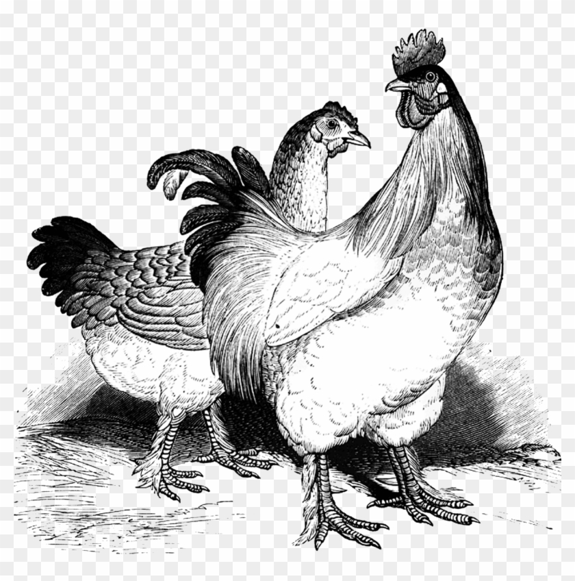 Bw Clipart Hen - Vintage Chicken Clip Art - Png Download