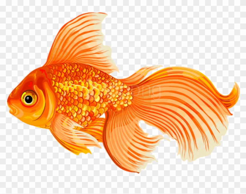 Free Png Download Gold Fish Clipart Png Photo Png Images - Gold Fishclipart Transparent Png