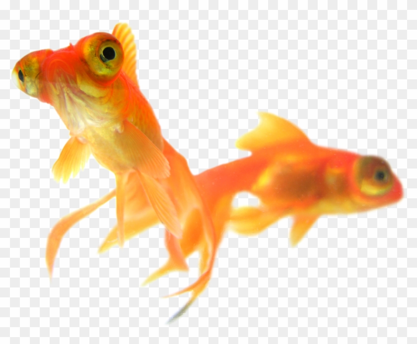 Gold Fish Png - Goldfish Clipart #1250404