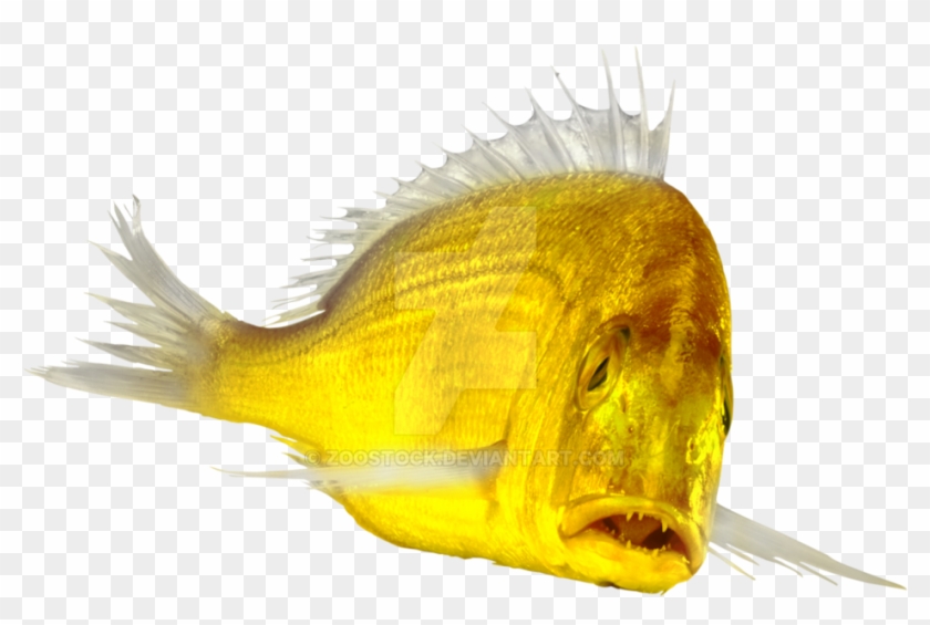Gold Fish Png - Cardinal Fish Cardinal Peixe Clipart #1250466