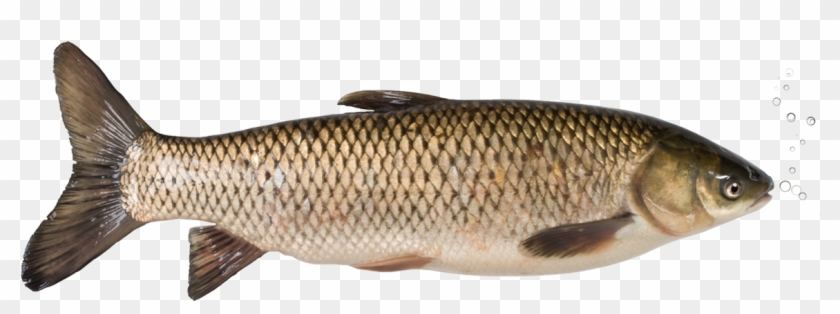 Grass Carp Promotion - Carp Vietnamese Clipart