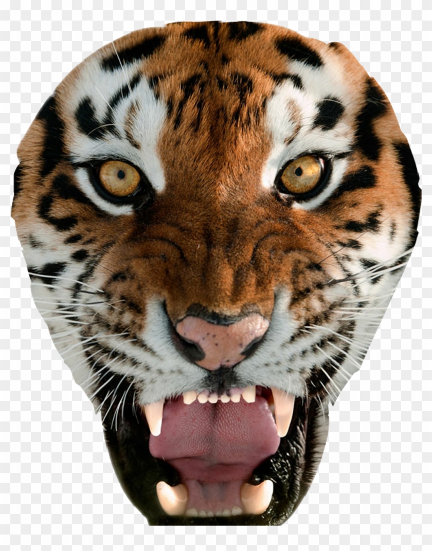 Tiger Sticker - Tiger Face Wallpaper For Iphone Clipart #1252349