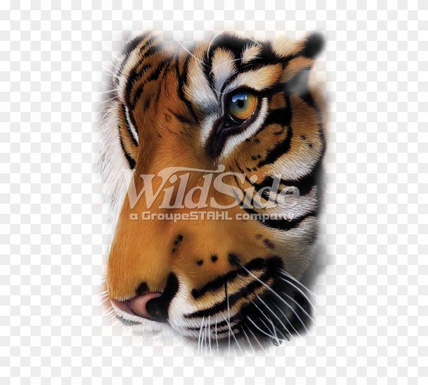 Tiger - Graphic Oversize - Transparent Tiger Face Png Clipart #1253199
