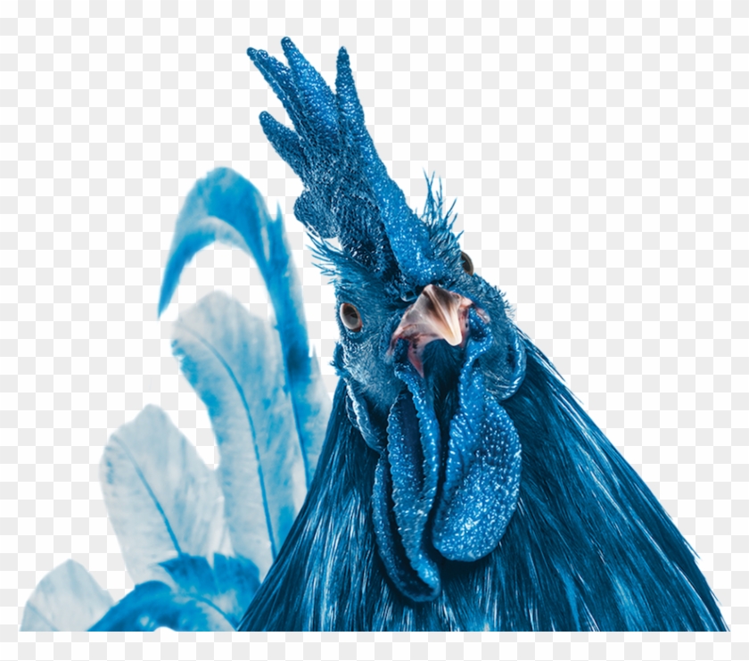 Blue Hen - Turkey Clipart #1254350