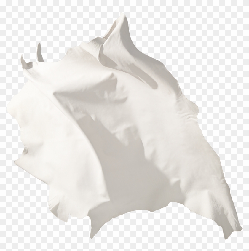 Leather Leather Sanyo - Datura Inoxia Clipart