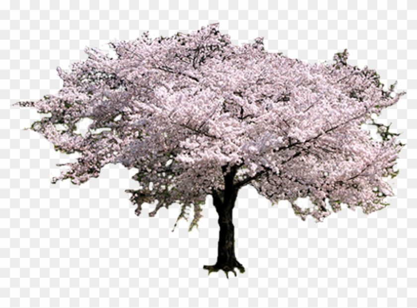 Photo Sakuratreetransparent - Sakura Tree Clipart #1254741