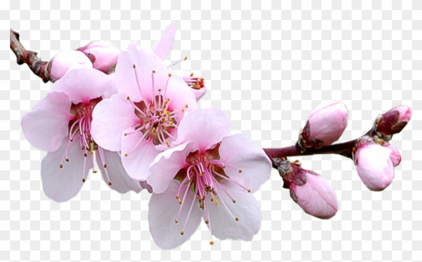 Цветы Сакура Png Clipart #1255214