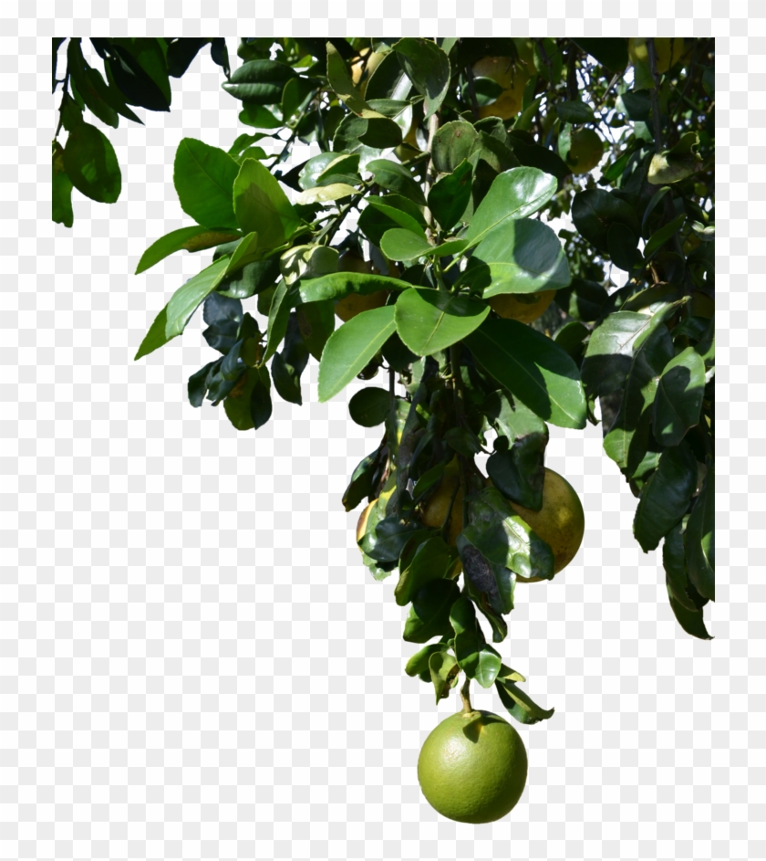 Fruit Tree Png - Tree With Fruits Png Clipart #1255808