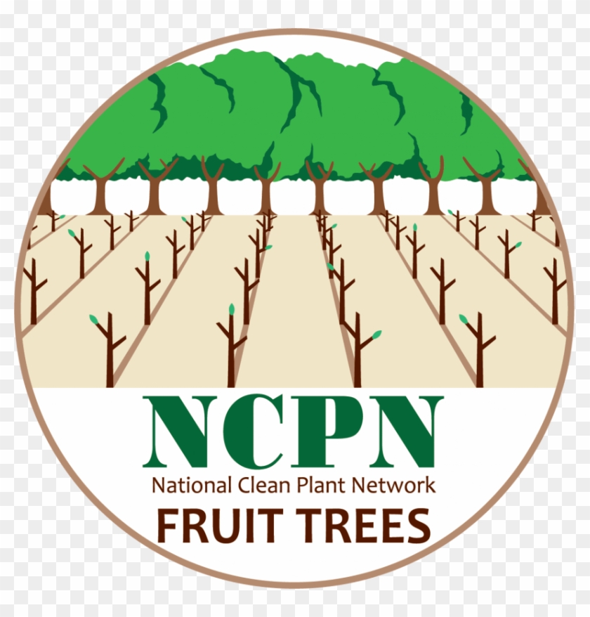 Free Png Download Fruit Tree Png Images Background - Ncpn Fruit Trees Clipart #1255861