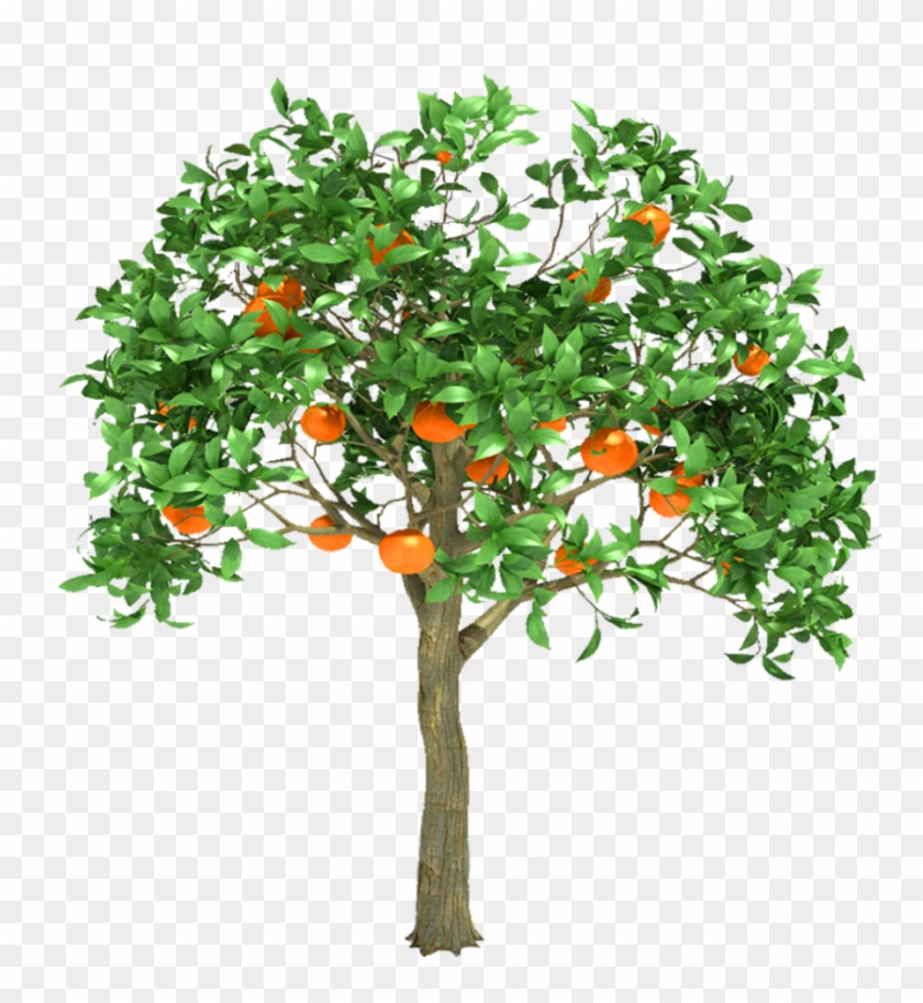 Go To Image - Orange Tree 3d Model Free Download Clipart