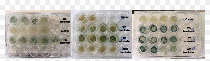 Results Using The Gus Reporter Gene - Watercolor Paint Clipart