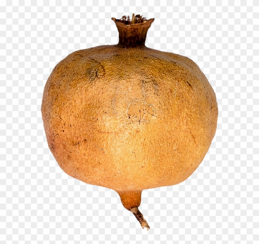 Isolated, Pomegranate, Fruit, Fruit Tree, Citrus Fruits - Calabaza Clipart #1256186