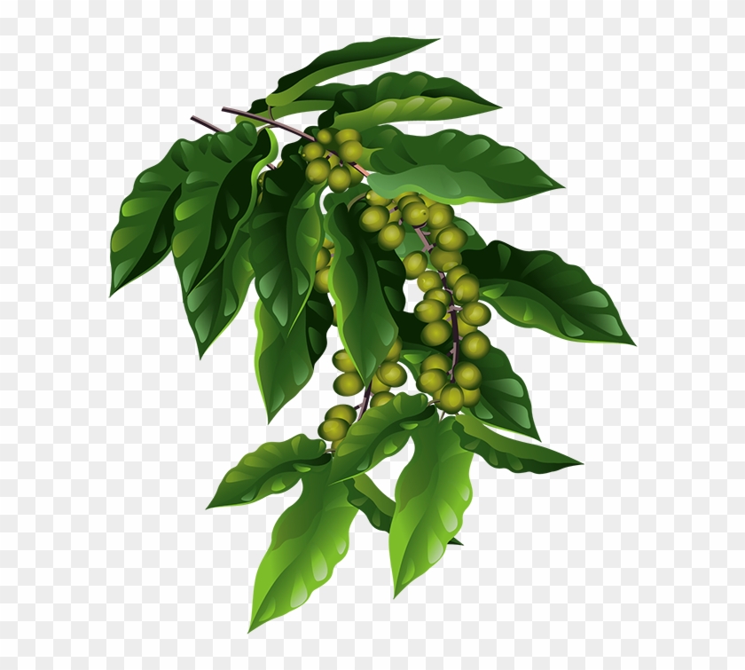 The Fruits Are Small Green Berries That Will Eventually - Coffee Tree Png Clipart #1256313