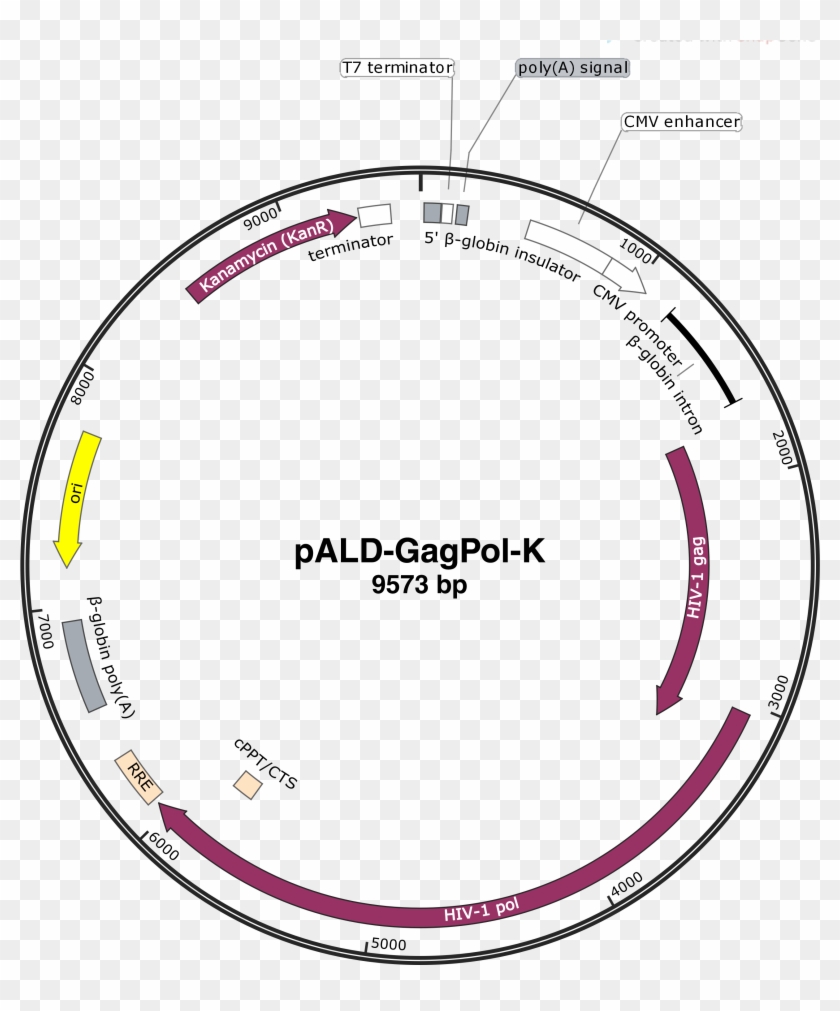 For Pald Lentiegfp Sequence Web - Circle Clipart