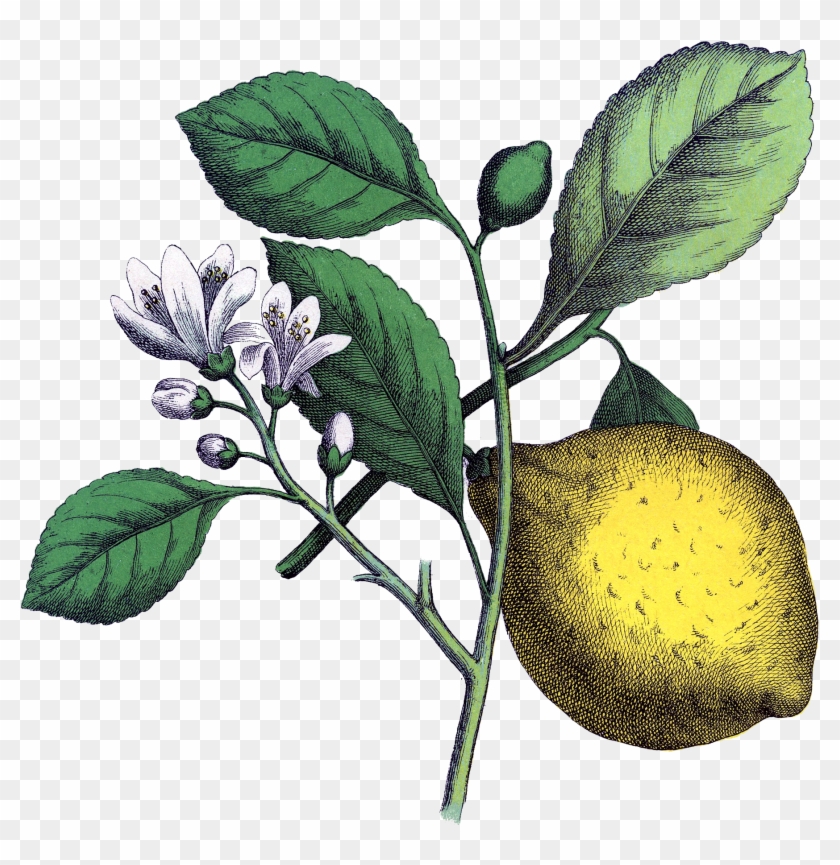 Fruit Tree Png Clipart