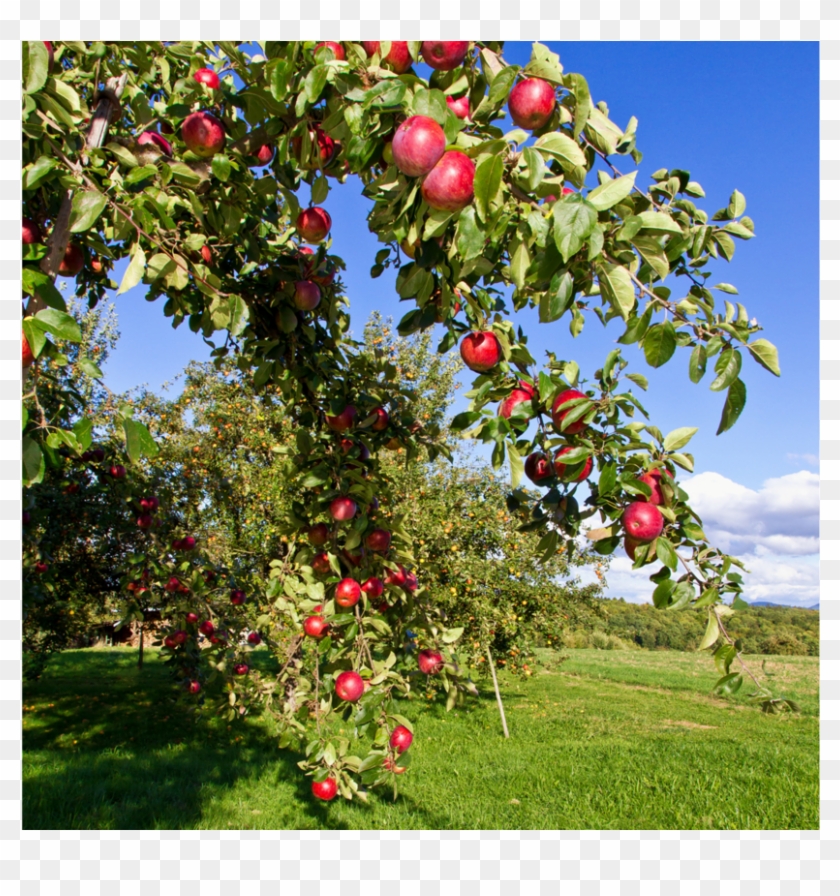 Pfanner Getraenke Apfel Bodensee Streuobstwiese Apfelbaum - Fruit Tree Clipart