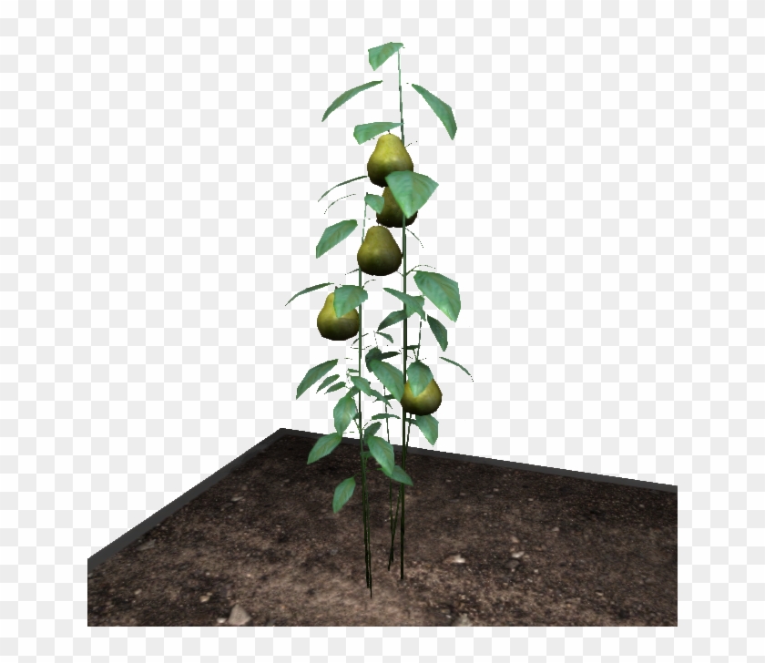 Pearthing Fruit - Lime Clipart