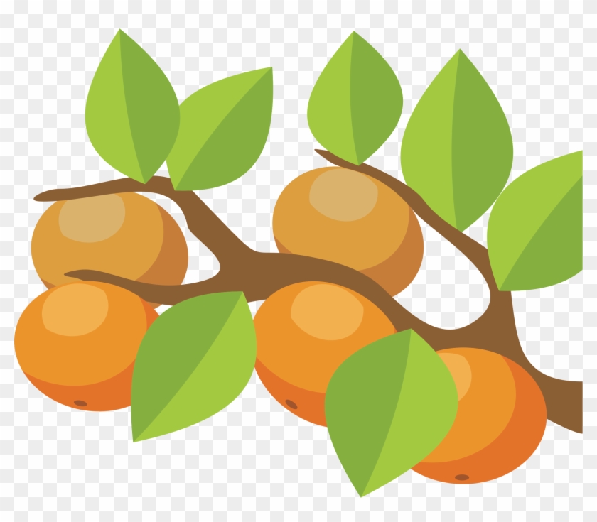 Orange Fruit Clipart Orange Tree - Clipart Orange Tree - Png Download #1257146