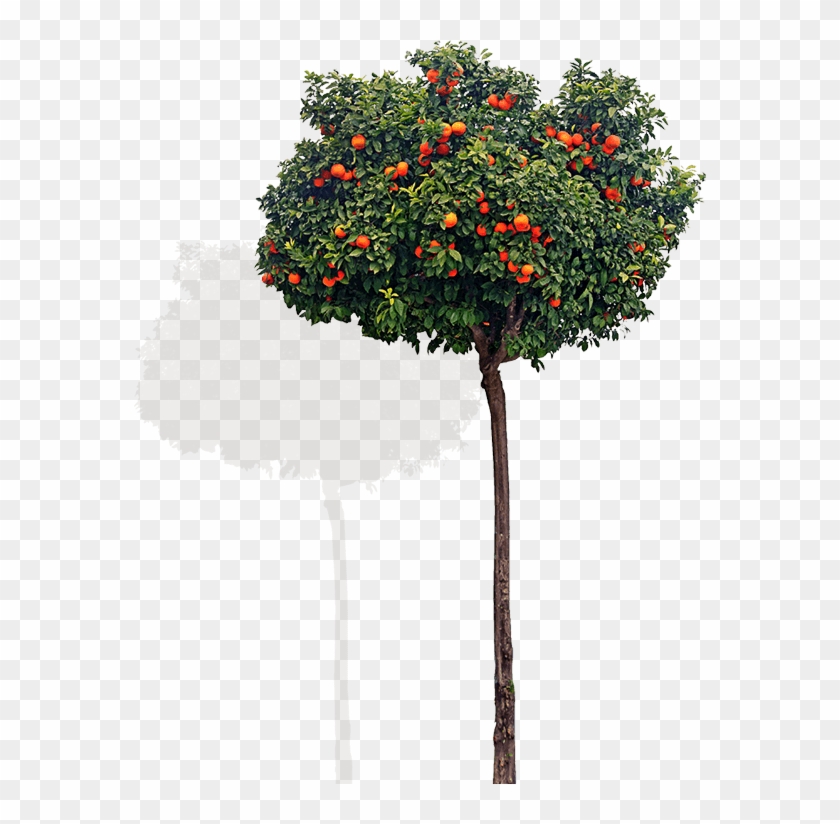 Chair Tree - Mandarin Orange Clipart #1257281