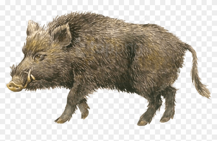 Boar Transparent Png Images Free Download - Детей Кабан Clipart