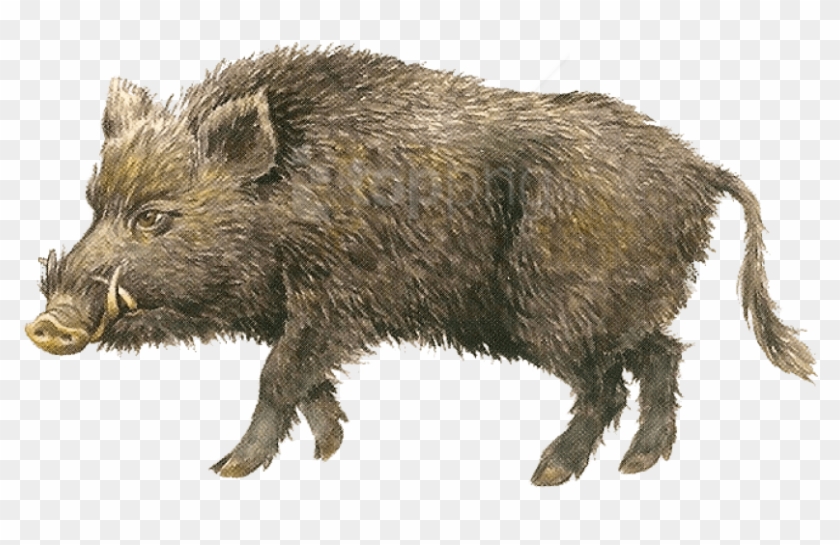 Boar Transparent Png Images Free Download - Детей Кабан Clipart #1257471