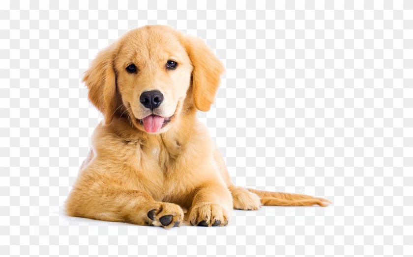 Golden Retriever Png Image - Golden Retriever Png Clipart #1257663