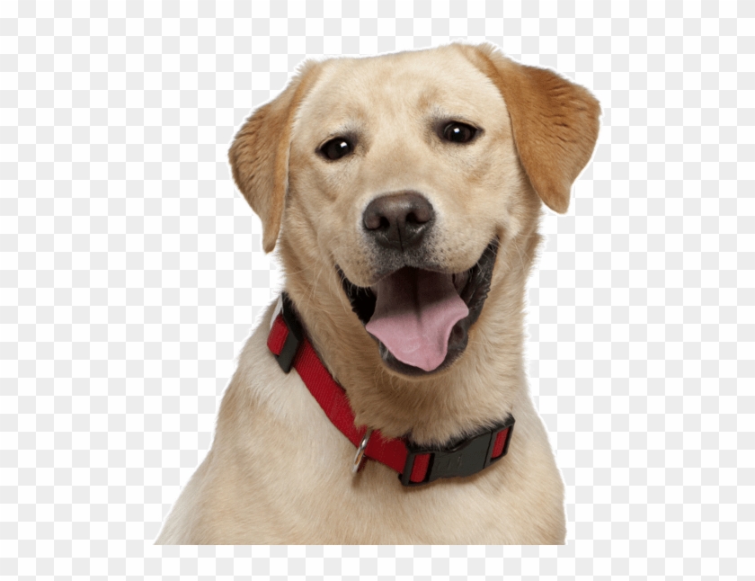 Labrador Puppies Dogs - Labrador Dog Clipart #1258407