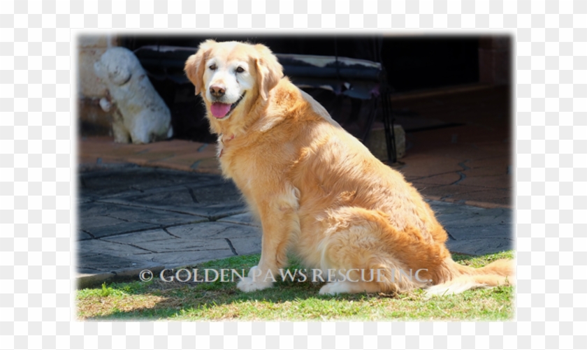Donate To Petrescue - Golden Retriever Clipart