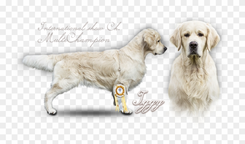 Golden Retriever Iker Du Bois De La Rayere - Golden Retriever Clipart