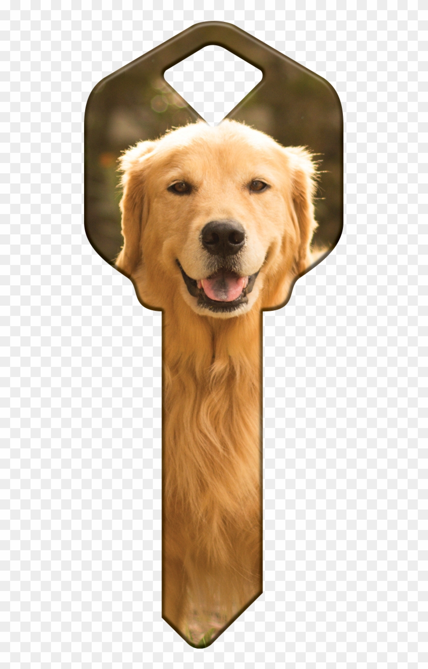 Hk61 - Golden Retriever - Hk61-can - Golden Retriever Clipart