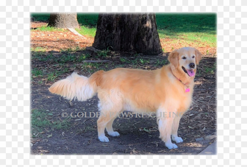 Donate To Petrescue - Golden Retriever Clipart